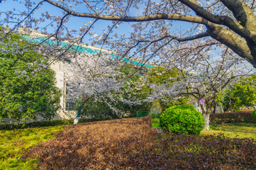 Cherry blossoms in full bloom at Wuhan University in Hubei, China