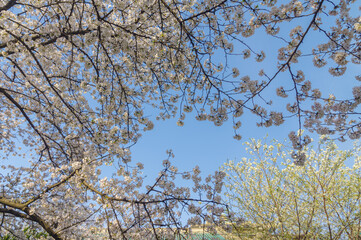 Cherry blossoms in full bloom at Wuhan University in Hubei, China