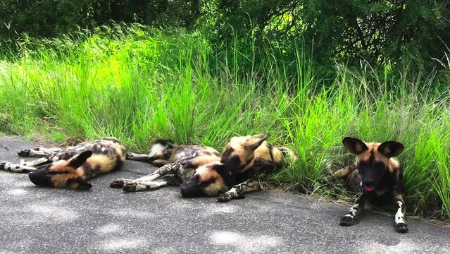 Group of tired African wild dogs rest in tree shadow near long green grass