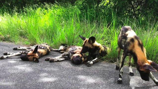 Group of African wild dogs rest in shadow near green grass field on dark road