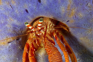Mediterranean hermit crab (Dardanus arrosor) is a marine crustacean predator and scavenger. Sardinia, Algheo, Mediterranean sea