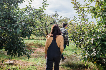 Walking through an apple field