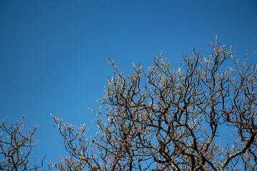 Dead Tree Branches with Blue Sky Background. Selective focus.