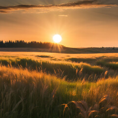 rice field scenery sunrise sunset back to nature