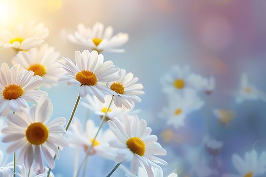 Beautiful white daisy flowers with blurred gradient spring nature background image.
