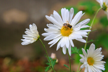 A bee is on a white flower © Iurii Gagarin