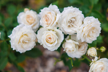 A bunch of white roses are in a garden