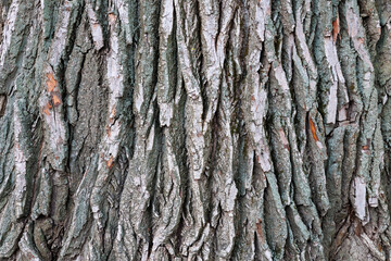 The bark of a tree is shown in detail, with many ridges and grooves