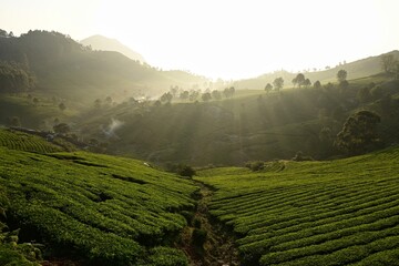 Morning sun rays in a green tea garden, plantation of Nilgiri mountains, South India