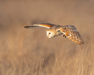 Barn Owl (Tyto albo)