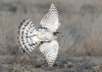 Cooper Hawk (Accipiter cooperii)
