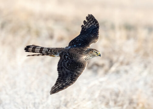 Cooper Hawk (Accipiter cooperii)
