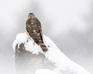 Sharp-shinned Hawk (Accipiter striatus) in snowstorm, Utah