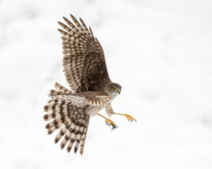 Sharp-shinned Hawk (Accipiter striatus) in snowstorm, Utah