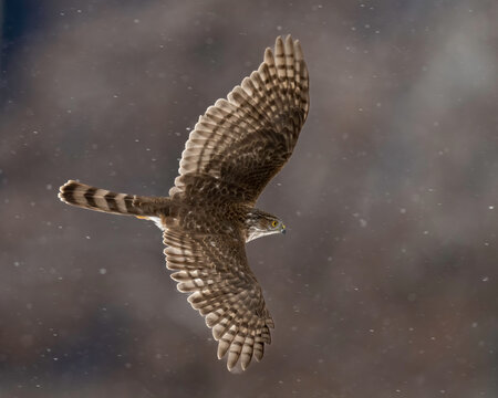 Sharp-shinned Hawk (Accipiter striatus) in snowstorm, Utah