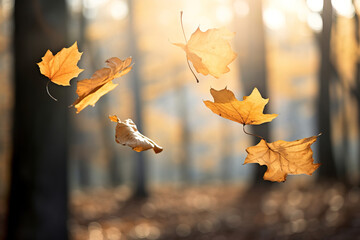 mapple leaves falling from trees.

