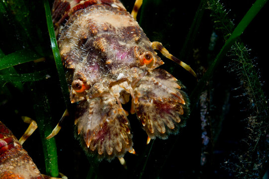 Small European locust lobster or Lesser slipper lobster (Scyllarus arctus) Magnosella (Scyllarus arctus). Cicala di mare. Alghero. Capo Caccia Sardinia Mediterranean Sea. Italy