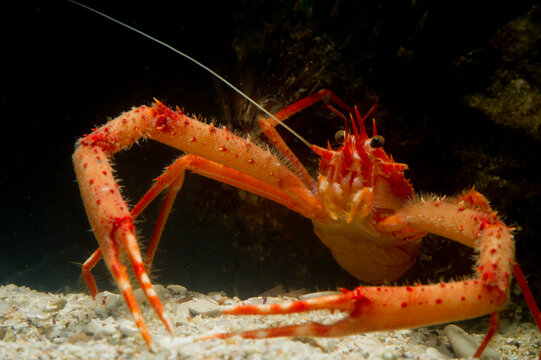 Long-clawed Squat Lobster (Munida rugosa) adult, in sea. Asinara Island, Alghero, Capo Caccia, Sardinia ,italy