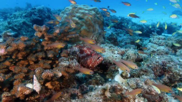The vibrant and colorful underwater world of the Mauritius islands, features grouper fish from the Epinephelinae subfamily of the Serranidae family, the concept of a flourishing coral reef ecosystem.