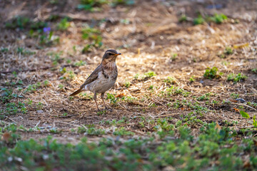 Pale Thrush in the grass