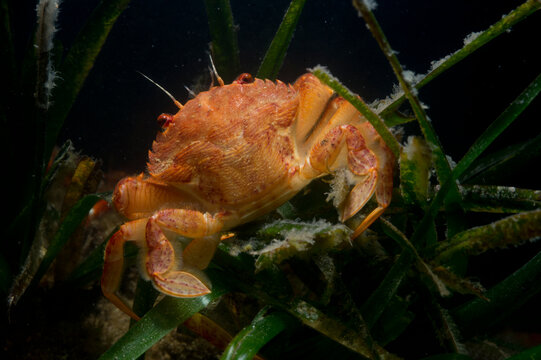 Bristly crab, hairy black crab, bristly xanthid crab, Pilumnus hirtellus, Mediterranean sea, Alghero, Sardinia, Italy