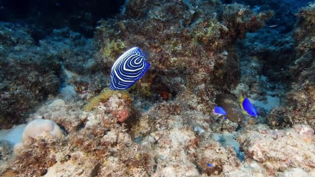The shallow waters of Mauritius Island reveal the Emperor Angelfish, alternatively named the Imperator Angelfish, flaunting a bold blue body accented by vivid horizontal yellow stripes.