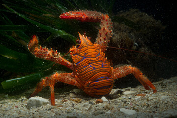 Colorful squat lobster (Galathea strigosa), Mediterranean Sea, Alghero, Capo Caccia, Sardinia, Italy