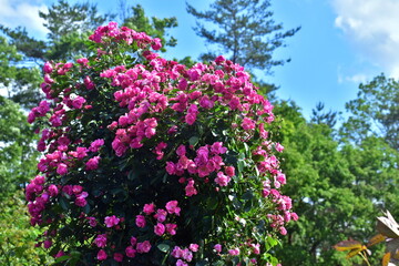 Obraz premium 広島 花 庭園 湧永庭園 バラ 薔薇