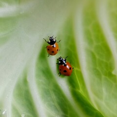Ladybug: In the field  2  red ladybugs is on a green leaf of cabbage.In Pakistan