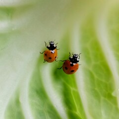 Ladybug: In the field  2  red ladybugs is on a green leaf of cabbage.In Pakistan