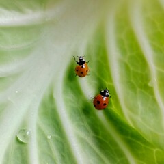Ladybug: In the field  2  red ladybugs is on a green leaf of cabbage.In Pakistan
