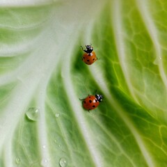 Ladybug: In the field  2  red ladybugs is on a green leaf of cabbage.In Pakistan
