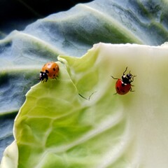 Ladybug: In the field  2  red ladybugs is on a green leaf of cabbage.In Pakistan