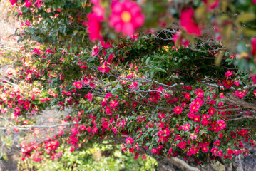 公園の通りに咲く美しいサザンカ　滋賀県大津市茶臼山公園