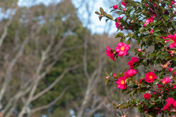 公園の通りに咲く美しいサザンカ　滋賀県大津市茶臼山公園