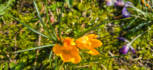 Spring purple crocus flower.