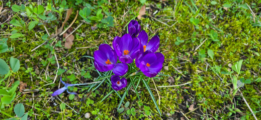 Spring purple crocus flower.