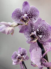 Flor exótica Orquídea