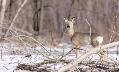 Selbstklebende Fototapeten roe deer in the wild in winter among cut trees and bushes, sunny winter day  © Ivan