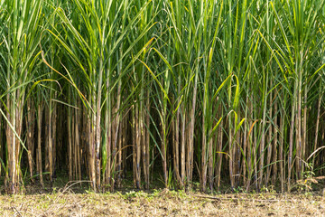 sugarcane cultivation at rural farm from different angle