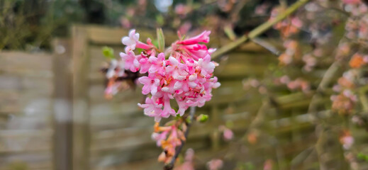 Bodnant viburnum pink and white flowers