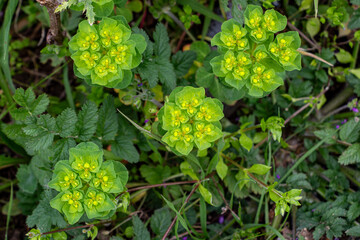 Close-up of thistle leaves with dewdrops. Green Euphorbia gracilis flowers on a meadow. Close up of a green plant in a meadow with green grass. 