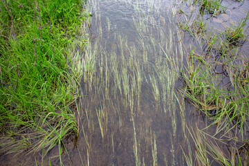River surface with reeds and algae, close-up. Natural background. Green grass in the water of a small river. A small river flows through the grass in the spring.