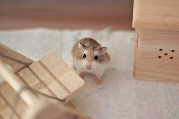 Fototapeta premium Roborovski hamster posing for the camera