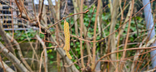 A set of male hazel catkins in dynamic movement, releasing lots of pollen in the wind.