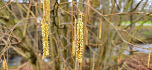 A set of male hazel catkins in dynamic movement, releasing lots of pollen in the wind.