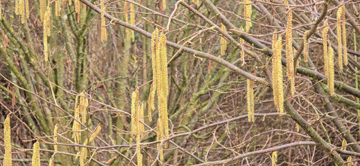 A set of male hazel catkins in dynamic movement, releasing lots of pollen in the wind.