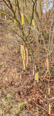 A set of male hazel catkins in dynamic movement, releasing lots of pollen in the wind.