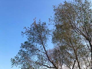 trees in the sky