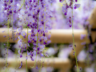 藤棚に下がる紫色の藤の花